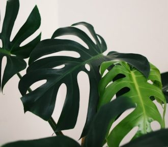 Chris lee yb3hsmz4utg unsplash